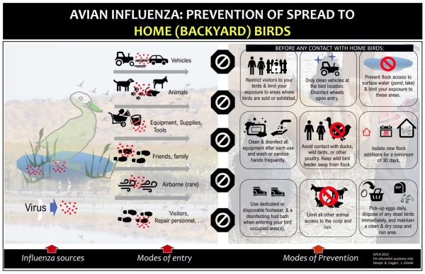 Poster- AI Prevention (BACKYARD FLOCK) FREE DOWNLOAD